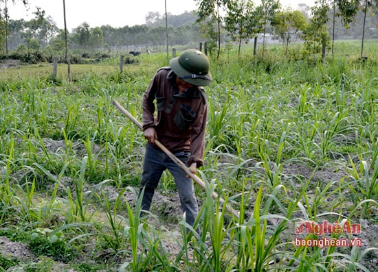 Trồng cỏ cung cấp cho trang trại chăn nuôi bò ở Nghi Kiều.