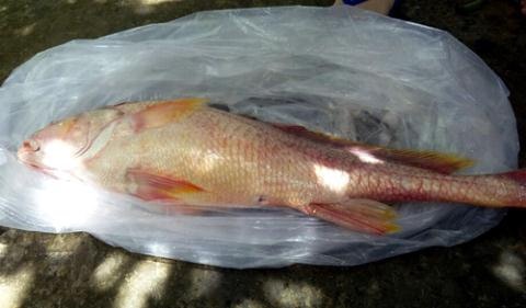Con cá sủ vàng nặng gần 4kg do chị Hạnh câu được trên sông Tiền.