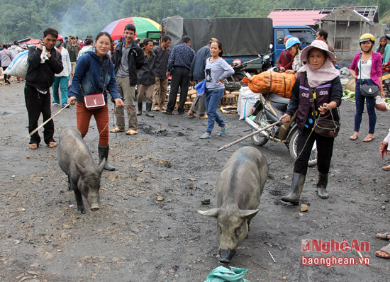 Những người dân bản của đồng bào Thái, đồng bào Mông ở Viết Nam và nước bạn Lào đều dắt lợn, chở lợn ra chợ phiên để bán.