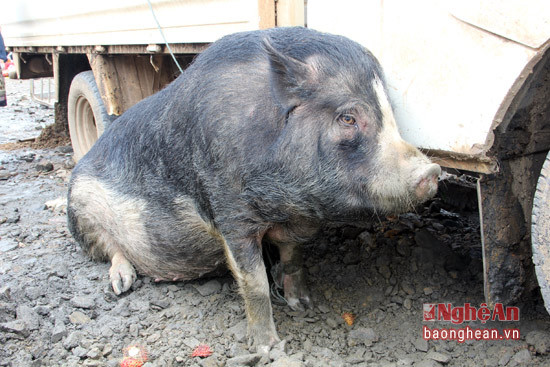Lợn tại chợ hầu hết là giống lợn đen được nuôi ở các trang trại hoặc lợn thả rông trên các đỉnh núi, vì thế những con lợn này có đặc điểm lông rất rậm và dày. Nếu những con lợn thả rông còn dễ nhận biết hơn bởi nó có bộ răng nanh rất dài.