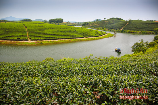 Thời gian gần đây đảo chè Cầu Cau (Thanh An - Thanh Chương) 