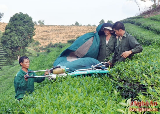 Nông dân xã Hùng Sơn (Anh Sơn) thu hoạch chè nguyên liệu bằng máy. 