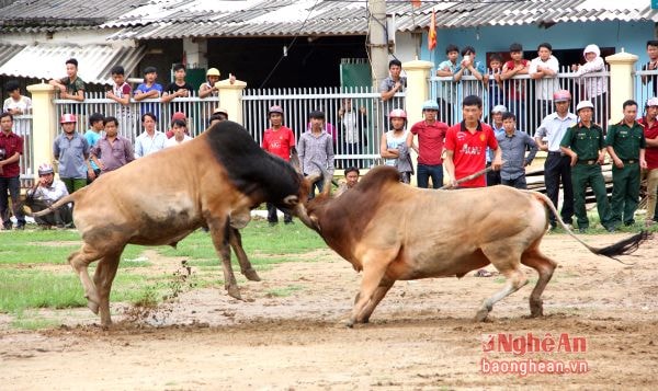 Chọi bò trong ngày Tết Độc lập do đồng bào Mông, bản Sơn Hà (xã Tà Cạ, Kỳ Sơn) tổ chức. Ảnh: Hồ Phương