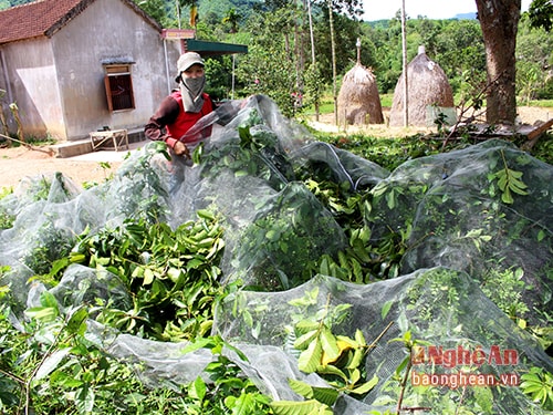 5.Đối với những cây trám ở địa hình không thuận lợi, trước lúc hái, xung quanh gốc trám được trải những tấm lưới rộng để hứng trám. Khi hái xong chỉ việc dồn lưới, thu lượm quả. Mỗi nhóm đi hái trám thường có ít nhất 2 người: người hái trên cây và người nhặt quả ở dưới gốc.