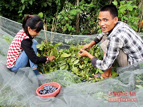 7.Vợ chồng anh Lưu Văn Thắng (27 tuổi) ở xóm 5 xã Thanh Nho đi hái trám ở xã Hạnh Lâm. Anh Thắng cho biết: Mỗi mùa trám, phải đi mua và đặt cọc trước khi quả còn xanh, chờ trám chín, đến thanh toán tiền cho chủ nhà và thu hái. Người đi mua trám, ít vốn cũng vài chục triệu đồng, dài vốn thì vài trăm triệu đồng, mua khắp Thanh Chương, Anh Sơn, Đô Lương, Hương Sơn (Hà Tĩnh)…