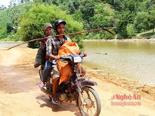 Người đi hái trám thường lường sức để hái một vài cây trong một buổi. Khi cảm thấy thấm mệt là lên xe về. 