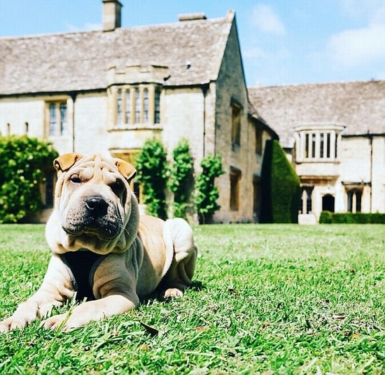 Khu spa và khách sạn sang trọng Ellenborough Park tuyển riêng cô chó Zeffie trong đội lễ tân