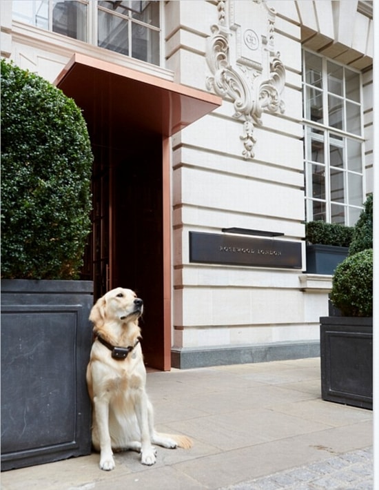 Chú chó tại khách sạn The Rosewood, London thậm chí còn có cả nghìn fan hâm mộ trên Twitter