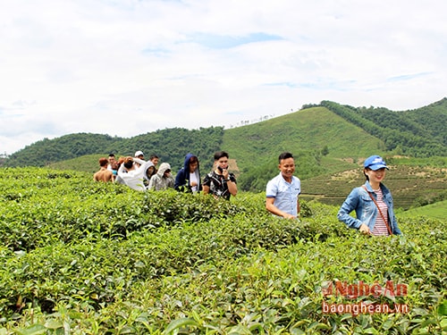 3Theo một người lái đò ở đây, đã có hàng nghìn người đổ về đảo chè Cầu Cau trong dịp nghỉ lễ này. Trong ảnh: Câu lạc bộ sáo trúc đại học Vinh đến đảo chè lúc mặt trời đã đứng bóng.