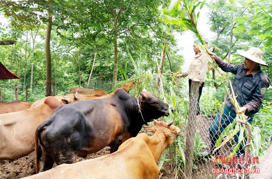 Chăn nuôi Trâu, bò mang lại nguồng thu từ 30 đến 40 triệu đồng mỗi năm.