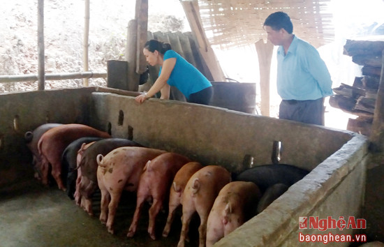 mô hình nuôi lợn thịt của hộ chị Lữ Thị La, bản Khe Nằn, một trong 8 mô hình phát tiển kinh tế hiệu quả nhất tại xã Chiêu Lưu, với mức thu nhập 80 đến 100 triệu đồng/năm