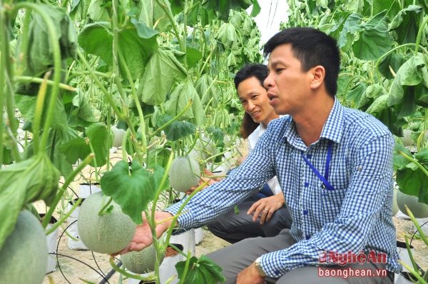 Mô hình trồng dưa lưới áp dụng công nghệ Israel (tưới nhỏ giọt) của ông Trương Văn Hòa ở xóm 2, xã Hội Sơn (Anh Sơn).