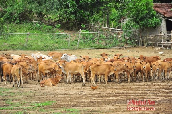 Đàn bò hàng trăm con của gia đình anh Thái Văn Ninh (xóm 6, xã Cẩm Sơn)