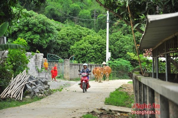 Đường làng ở Cẩm Sơn đã được bê tông hoá toàn bộ.