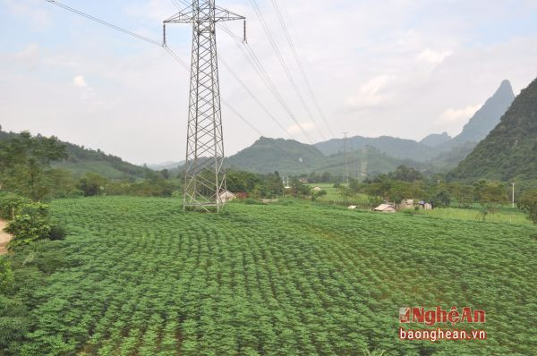 Vùng nguyên liệu của Nhà máy.