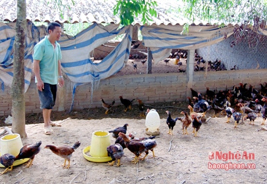 Với địa hình của trang trại là vườn đồi cách xa khu dân cư nên anh Đạt chọn hình thức chăn nuôi gà thả vườn