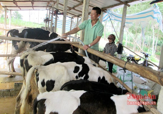 Anh Đạt chăm sóc đàn bò sữa.