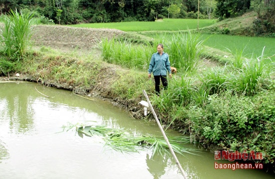 Một góc trang trại chăn nuôi của chị Ngân Thị Sen ở bản Khe Lò, xã Môn Sơn.