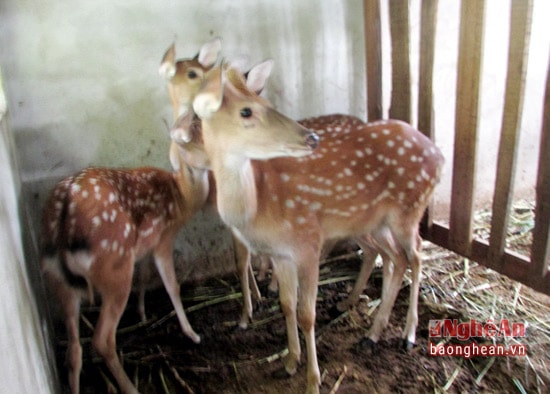 Mô hình nuôi hươu lấy nhung ở xã Môn Sơn.