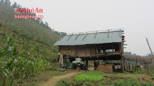 Ngôi nhà Công ty CP Nghệ An Xanh dựng lên trong Tiểu khu 175 để phá rừng trồng keo. (ảnh chụp tháng 12/2014)