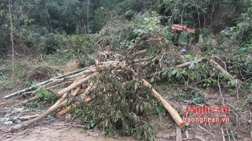 Đốn hạ cây gỗ nhỏ làm nghèo rừng từ đó thay đổi mục đích sử dụng rừng là cách các đầu nậu thu gom đất rừng thường sử dụng.