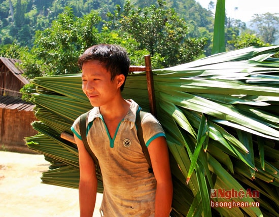 Mang lá cọ về nhà bằng