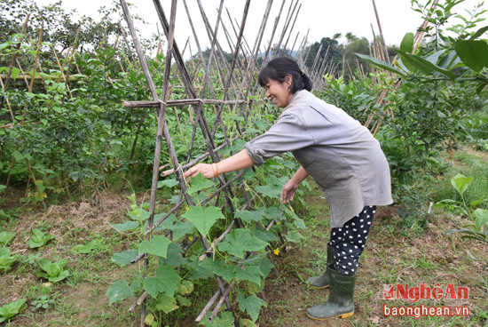 Xóm Quyết Tiến, xã Chi Khê (Con Cuông) năm nào cũng đầu tư  trồng cây vụ đông.