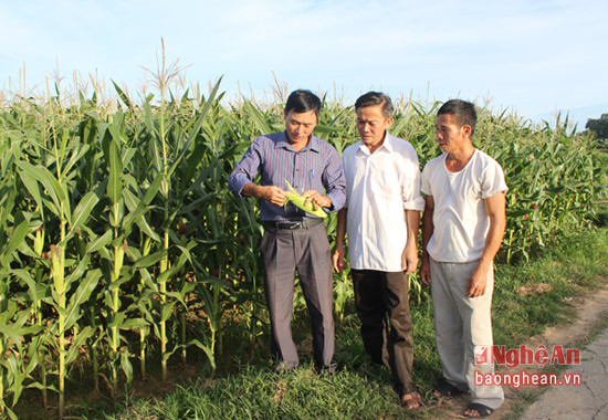 2.Lãnh đạo phường Mai Hùng kiểm tra tình hình sản xuất vụ hè thu của bà con nông dân