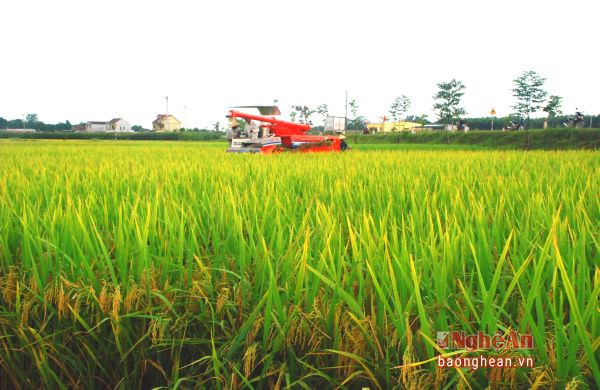 Máy gặt thế hệ mới được đưa vào sử dụng trong vụ xuân 2016 trên cánh đồng xã Thanh Văn.