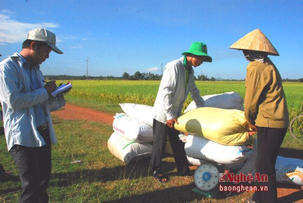 Vụ Xuân 2016, lần đầu tiên nông dân Thanh Văn bán được lúa tại ruộng.
