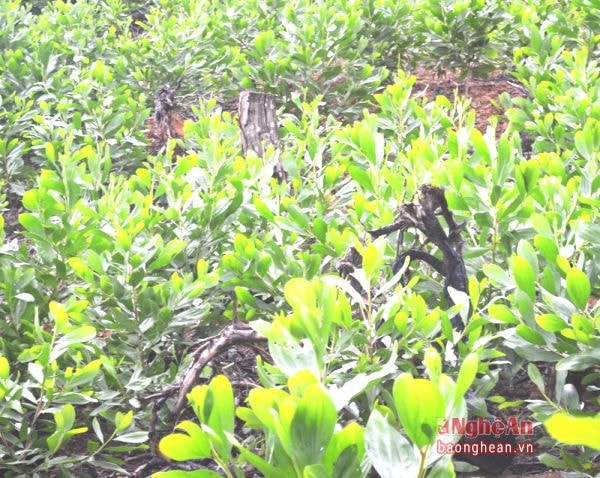 Trên rú Cấm (khu vực hồ Vực Mấu, Quỳnh Lưu), lẫn trong cây keo mới trồng là cành, gốc cây bị đốn hạ.