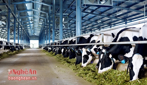Hệ thống trang trại được xây dựng khép kín, tự động hóa với giống bò được tuyển chọn kỹ lưỡng nhằm đem đến năng suất sữa cao nhất