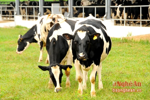 Đàn bò sữa được tuyển chọn kỹ càng, đảm bảo chất lượng