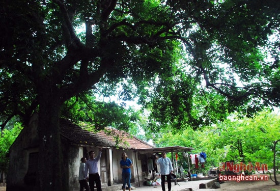 Mẹ bảo, nhiều người đến xem