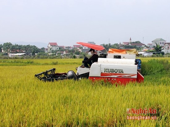 Để được hoạt động, các chủ máy gặt phải ký cam kết và nộp 2 triệu đồng cho UBND xã Bắc Thành.