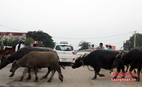 Chị Lê Thị Tâm ở gần đường xã Đặng Sơn cho biết: Tình trạng trâu bò được người dân thả rông như thế này hầu như ngày nào cũng diễn ra, cũng đã từng xảy ra những vụ tai nạn trên tuyến đường này mà nguyên nhân cũng do trâu do chạy loạn trên đường. (Trong ảnh: Trâu bò cắt ngang đường tại cầu ba ra Đô Lương đoạn xã Tràng Sơn)