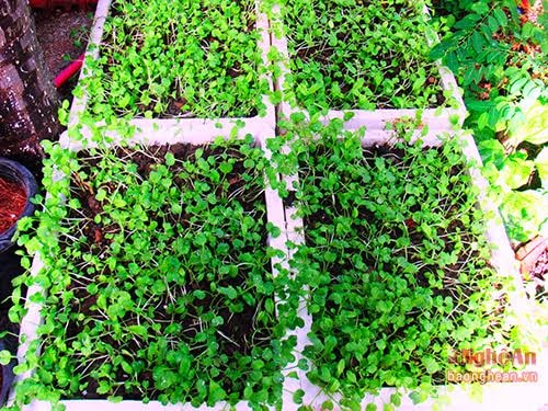 Growing organic vegetables in styrofoam barrels or plastic trays in households has become popular in Vinh city these days.