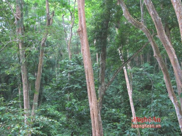 Nâng cao chất lượng và trữ lượng của rừng phòng hộ.Ảnh: Hữu Nghĩa