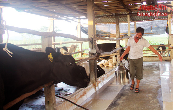  Hộ nuôi Trần Văn Hữu (xóm 5) cũng là một điểm sáng trong phong trào chăn nuôi bò sữa  của Nghĩa Hòa. Đầu năm 2014 ông đã mạnh dạn vay mượn 700 triệu đồng đầu tư chuồng trại và mua bò sữa giống.  Hiện trang trại của ông có tổng cộng 10 con bò sữa, trong đó 5 con đã sinh sản và cho sữa hàng ngày, 2 con trưởng thành chuẩn bị sinh sản và 3 con bò con.
