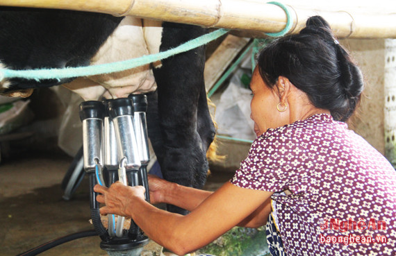 Việc vắt sữa cho bò được tiến hành bằng máy để đảm bảo vệ sinh và an toàn cho bò.