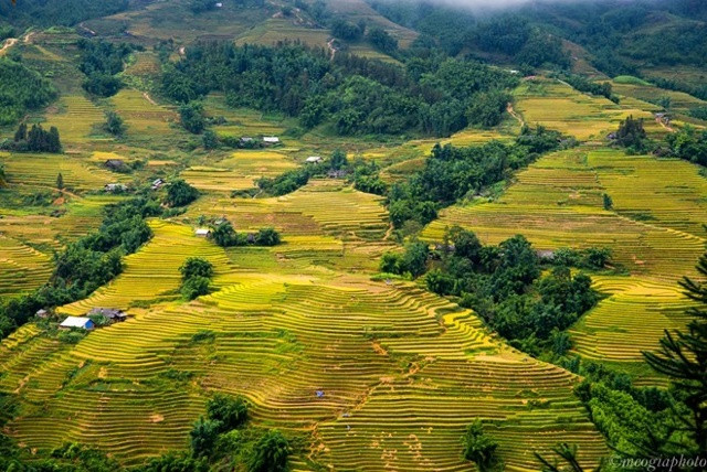 Sa Pa (Việt Nam): Tháng 9-10, thị tứ trong mây hút khách với màu vàng óng của một trong 7 ruộng bậc thang kỳ vĩ nhất thế giới từng được Travel and Leisure (Mỹ) bình chọn. 
