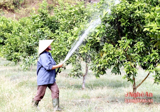 Thực hiện đề án phát triển kinh tế vườn hiện nay trên địa bàn huyện Anh Sơn có 690 ha cây ăn quả các loại với sản lượng đạt trên 8.278 nghìn tấn, giá trị thu nhập từ cây ăn quả mỗi năm đạt trên 60 tỷ đồng.