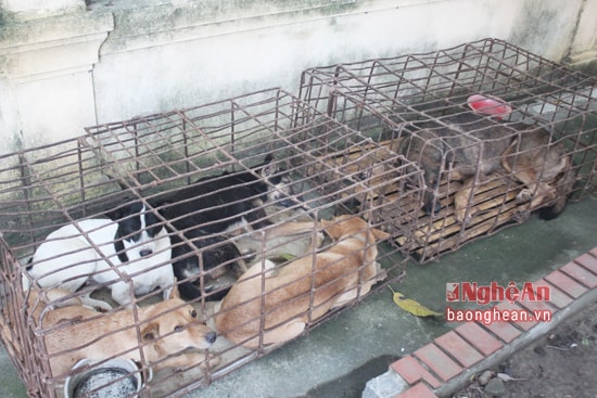 Chó bị các đối tượng câu trộm. 