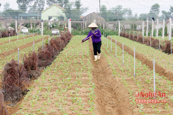 4.Gia định chị Trần Thị Vân, ở xóm 5 đã xuống giống được 1 mẫu rau màu các loại, thời điểm này đang tập trung làm cỏ, chăm bón.
