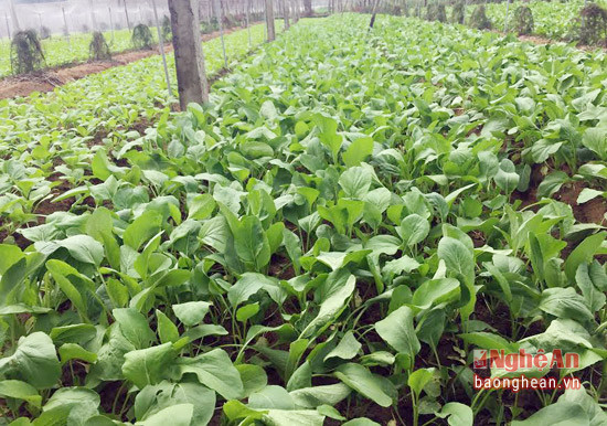 6.Một số diện tích cải ngọt vụ Đông đã bắt đầu cho thu hoạch, đầu vụ giá  8.000 đồng/kg.
