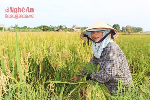  Nông dân huyện quỳnh Lưu thu hoạch lúa hè thu
