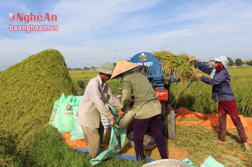 Bà con nông dân tuốt lúa ngay tại ruộng