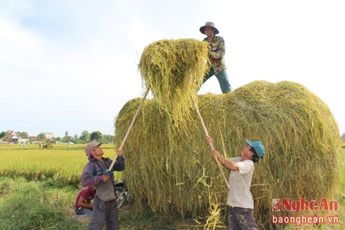 Công ty TH trumilk thu mua rơm cho bà con