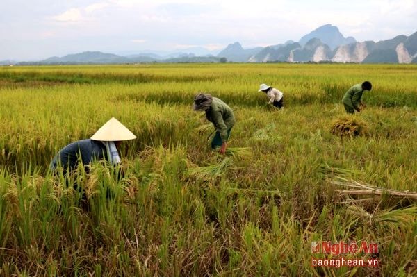 Về huyện Anh Sơn, qua các Đức Sơn, Vĩnh Sơn, Lạng Sơn, Tào Sơn, Hoa Sơn... trên khắp những cánh đồng, nơi đâu lúa hè thu cũng trĩu bông nặng hạt
