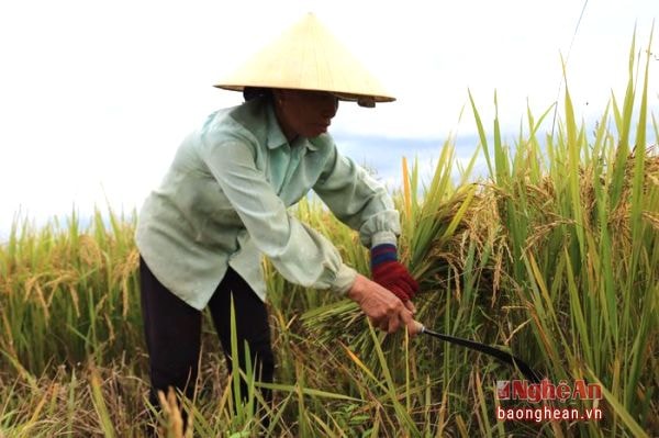 Tại cánh đồng thôn 12 xã Đức Sơn bà Nguyễn Thị Lượng nhanh tay gặt những bông lúa nặng hạt phấn khởi cho biết: Đầu vụ hạn nặng, cứ tưởng rằng 2 sào lúa cấy không cho thu hoạch, ấy vậy mà sau khi cấy xong thì thời tiết thuận lợi gặp mưa nên năng suất cũng đạt khá trên 2,25 tạ/sào
